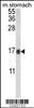 Western blot analysis of LGALS2 Antibody in mouse stomach tissue lysates (35ug/lane)