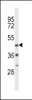 Western blot analysis of DRD4 Antibody in mouse heart tissue lysates (35ug/lane)