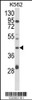 Western blot analysis of COQ3 Antibody in K562 cell line lysates (35ug/lane)