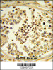 Formalin-fixed and paraffin-embedded human testis tissue reacted with IPO11 Antibody (N-term) , which was peroxidase-conjugated to the secondary antibody, followed by DAB staining.