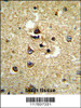 Formalin-fixed and paraffin-embedded human brain tissue reacted with CYP7B1 Antibody, which was peroxidase-conjugated to the secondary antibody, followed by DAB staining.