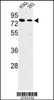 Western blot analysis of SLC3A1 Antibody in K562, 293 cell line lysates (35ug/lane)