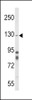 Western blot analysis of ITGA1 Antibody in mouse cerebellum tissue lysates (35ug/lane)