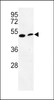Western blot analysis of PISD Antibody in mouse cerebellum tissue and mouse NIH-3T3 cell line lysates (35ug/lane)