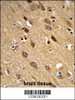 Formalin-fixed and paraffin-embedded human brain reacted with PISD Antibody, which was peroxidase-conjugated to the secondary antibody, followed by DAB staining.