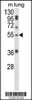 Western blot analysis of SELENBP1 Antibody in mouse lung tissue lysates (35ug/lane)