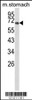 Western blot analysis of GLIS1 Antibody in mouse stomach tissue lysates (35ug/lane)