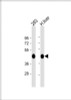 Western Blot at 1:1000 dilution Lane 1: 293 whole cell lysate Lane 2: human liver lysate Lysates/proteins at 20 ug per lane.