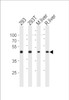 Western blot analysis in 293, 293T cell line, mouse liver and rat liver tissue lysates (35ug/lane) .