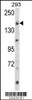 Western blot analysis of UNC13B Antibody in 293 cell line lysates (35ug/lane)