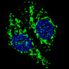 Fluorescent confocal image of U251 cells stained with AIFM1 antibody. U251 cells were treated with Chloroquine (50 uM, 16h) , then fixed with 4% PFA (20 min) , permeabilized with Triton X-100 (0.2%, 30 min) . Cells were then incubated with AP8910a AIFM1 primary antibody (1:200, 2 h at room temperature) . For secondary antibody, Alexa Fluor 488 conjugated donkey anti-rabbit antibody (green) was used (1:1000, 1h) . Nuclei were counterstained with Hoechst 33342 (blue) (10 ug/ml, 5 min) . AIFM1 immunoreactivity is localized to the cytoplasm of U251 cells.