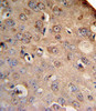 SLC8A1 Antibody IHC analysis in formalin fixed and paraffin embedded mouse brain followed by peroxidase conjugation of the secondary antibody and DAB staining.