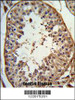 Formalin-fixed and paraffin-embedded human testis tissue reacted with ANGEL1 Antibody, which was peroxidase-conjugated to the secondary antibody, followed by DAB staining.