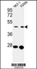 Western blot analysis of CDC37 Antibody in MCF-7, A2058 cell line lysates (35ug/lane)