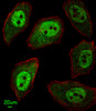 Immunofluorescent analysis of U251 cells, using APEX2 Antibody . Antibody was diluted at 1:25 dilution. Alexa Fluor 488-conjugated goat anti-rabbit lgG at 1:400 dilution was used as the secondary antibody (green) . Cytoplasmic actin was counterstained with Dylight Fluor 554 (red) conjugated Phalloidin (red) .