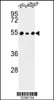 Western blot analysis of C14orf50 Antibody in 293, Hela, WiDr cell line lysates (35ug/lane)