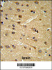 DPP10 Antibody IHC analysis in formalin fixed and paraffin embedded brain tissue followed by peroxidase conjugation of the secondary antibody and DAB staining.
