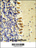 STK40 Antibody ( C-term ) IHC analysis in formalin fixed and paraffin embedded mouse brain tissue followed by peroxidase conjugation of the secondary antibody and DAB staining. This data demonstrates the use of the STK40 Antibody ( C-term ) for immunohistochemistry.