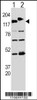 Western blot analysis of CLASP using rabbit polyclonal CLASP Antibody (Y1019) using 293 cell lysates transfected with the ACADL gene (Lane 1) and with the GFP-CLASP (Lane 2) .