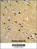 Formalin-fixed and paraffin-embedded human brain tissue reacted with SPG20 Antibody (N-term) , which was peroxidase-conjugated to the secondary antibody, followed by DAB staining.