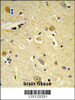Formalin-fixed and paraffin-embedded human brain tissue reacted with CDIPT Antibody, which was peroxidase-conjugated to the secondary antibody, followed by DAB staining.