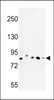 Western blot analysis of CHPF Antibody in MDA-MB435, MCF-7, HepG2, A375 cell line and mouse testis tissue lysates (35ug/lane)