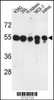 Western blot analysis of PPM1H Antibody in K562, 293, MCF-7, Jurkat cell line and mouse spleen tissue lysates (35ug/lane)