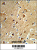 Formalin-fixed and paraffin-embedded human brain tissue reacted with PPM1H Antibody, which was peroxidase-conjugated to the secondary antibody, followed by DAB staining.