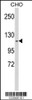 Western blot analysis of KIF11 Antibody in CHO cell line lysates (35ug/lane)