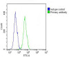 Overlay histogram showing A431 cells stained with Antibody (green line) . The cells were fixed with 2% paraformaldehyde (10 min) and then permeabilized with 90% methanol for 10 min. The cells were then icubated in 2% bovine serum albumin to block non-specific protein-protein interactions followed by the antibody (1:25 dilution) for 60 min at 37ºC. The secondary antibody used was Goat-Anti-Rabbit IgG, DyLight 488 Conjugated Highly Cross-Adsorbed (OH191631) at 1/200 dilution for 40 min at 37ºC. Isotype control antibody (blue line) was rabbit IgG (1ug/1x10^6 cells) used under the same conditions. Acquisition of >10, 000 events was performed.