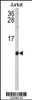 Western blot analysis of SH2D1B Antibody in Jurkat cell line lysates (35ug/lane)