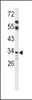 Western blot analysis of ACOT8 Antibody in mouse liver tissue lysates (35ug/lane)