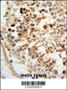 Formalin-fixed and paraffin-embedded human testis tissue reacted with COX6A1 Antibody, which was peroxidase-conjugated to the secondary antibody, followed by DAB staining.