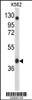 Western blot analysis of APOBEC3F Antibody in K562 cell line lysates (35ug/lane)