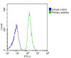 Overlay histogram showing U-2OS cells stained with Antibody (green line) . The cells were fixed with 2% paraformaldehyde (10 min) and then permeabilized with 90% methanol for 10 min. The cells were then icubated in 2% bovine serum albumin to block non-specific protein-protein interactions followed by the antibody (1:25 dilution) for 60 min at 37ºC. The secondary antibody used was Goat-Anti-Rabbit IgG, DyLight 488 Conjugated Highly Cross-Adsorbed (OH191631) at 1/200 dilution for 40 min at 37ºC. Isotype control antibody (blue line) was rabbit IgG (1ug/1x10^6 cells) used under the same conditions. Acquisition of >10, 000 events was performed.