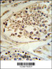 DEK Antibody IHC analysis in formalin fixed and paraffin embedded human testis tissue followed by peroxidase conjugation of the secondary antibody and DAB staining.