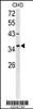 Western blot analysis of FOXL1 Antibody in CHO cell line lysates (35ug/lane) .