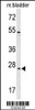 Western blot analysis of TSPAN6 Antibody in mouse bladder tissue lysates (35ug/lane)