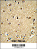 Formalin-fixed and paraffin-embedded human brain tissue reacted with PLCB2 Antibody (N-term) , which was peroxidase-conjugated to the secondary antibody, followed by DAB staining.