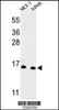 Western blot analysis of SNRPD3 Antibody in MCF-7, Jurkat cell line lysates (35ug/lane)