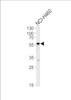 Western blot analysis in NCI-H460 cell line lysates (35ug/lane) .