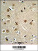 GABRA4 Antibody IHC analysis in formalin fixed and paraffin embedded brain tissue followed by peroxidase conjugation of the secondary antibody and DAB staining.