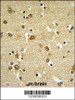 GABRD Antibody IHC analysis in formalin fixed and paraffin embedded brain tissue followed by peroxidase conjugation of the secondary antibody and DAB staining.