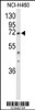 Western blot analysis of DDX17 Antibody in NCI-H460 cell line lysates (35ug/lane)