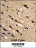 Formalin-fixed and paraffin-embedded human brain tissue reacted with PPIC Antibody, which was peroxidase-conjugated to the secondary antibody, followed by DAB staining.