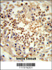 Formalin-fixed and paraffin-embedded human testis tissue reacted with UNC119 Antibody, which was peroxidase-conjugated to the secondary antibody, followed by DAB staining.