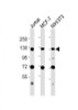 Western Blot at 1:2000 dilution Lane 1: Jurkat whole cell lysates Lane 2: MCF-7 whole cell lysates Lane 3: NIH/3T3 whole cell lysates Lysates/proteins at 20 ug per lane.