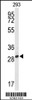 Western blot analysis of PNPO Antibody in 293 cell line lysates (35ug/lane)