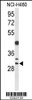 Western blot analysis of CCNB1IP1 Antibody in NCI-H460 cell line lysates (35ug/lane)