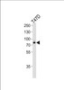Western blot analysis of lysate from T47D cell line, using EXT2 Antibody at 1:1000 at each lane